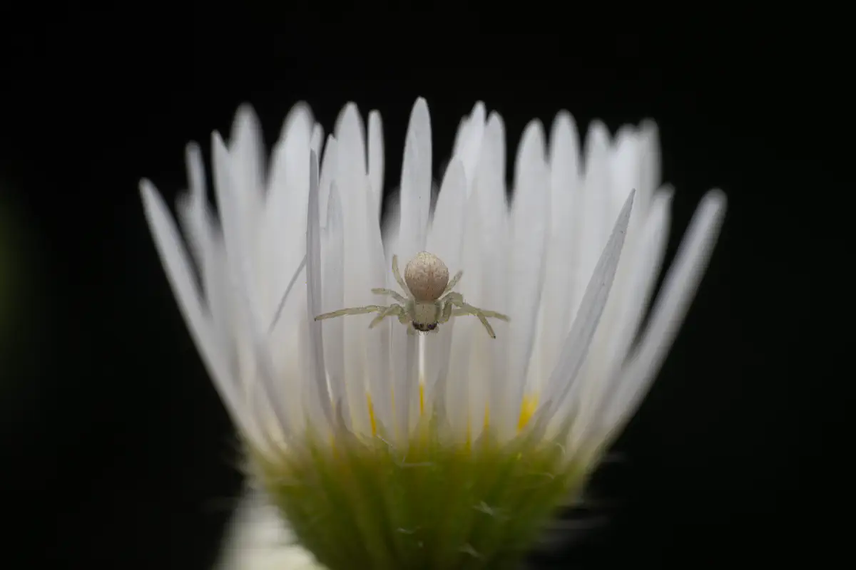 Veränderliche Krabbenspinne – No. 7