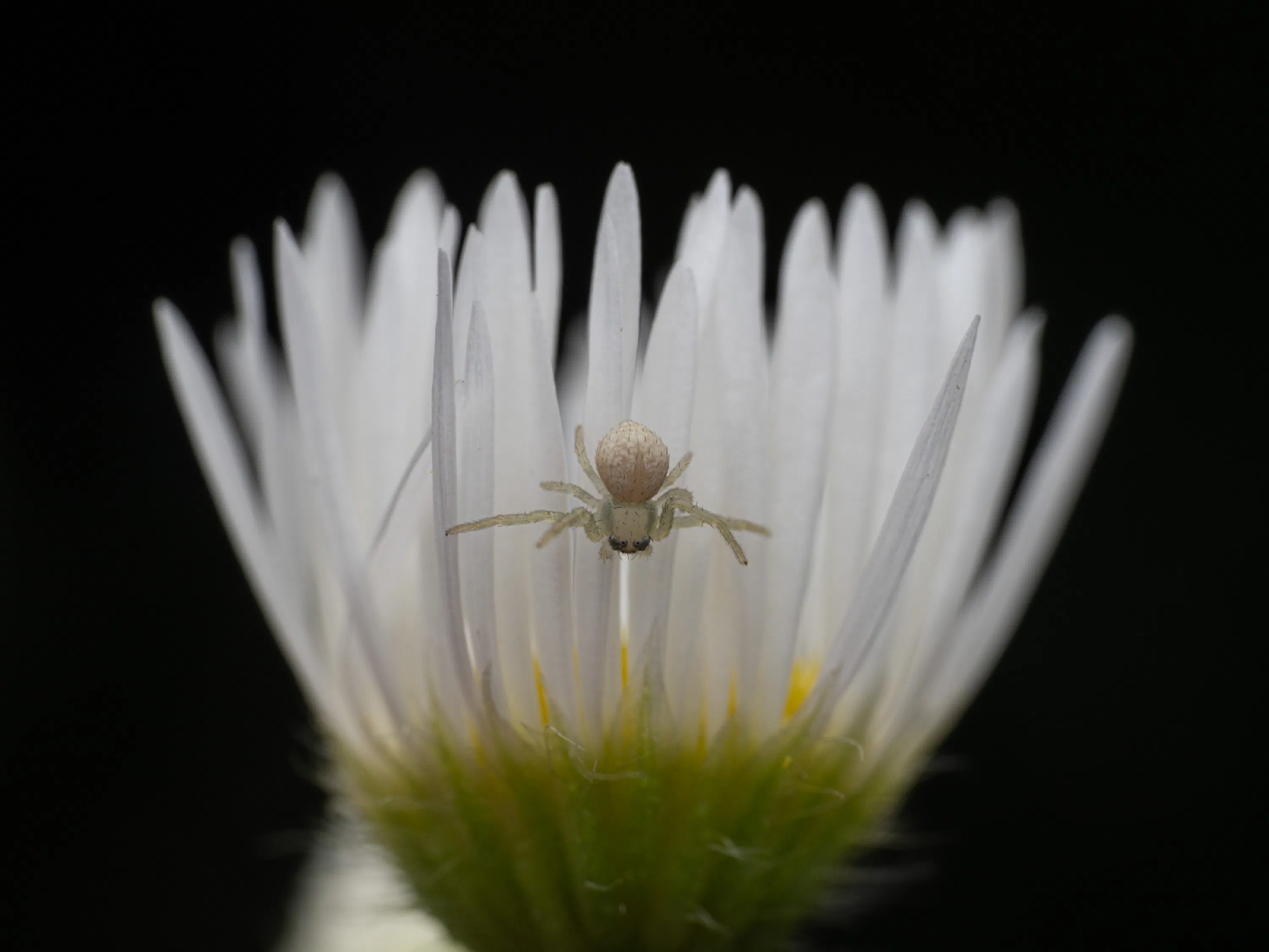 Goldenrod Crab Spider