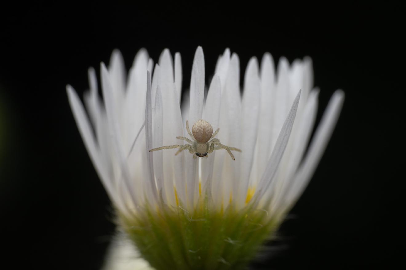Goldenrod Crab Spider – No. 7