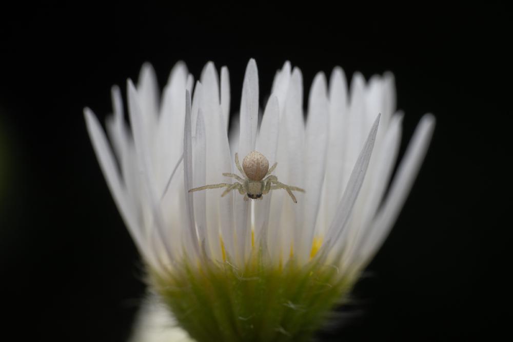 January 9, 2025 – Issue No. 510
– Issue No. 510: “Goldenrod Crab Spider“ Goldenrod Crab Spider