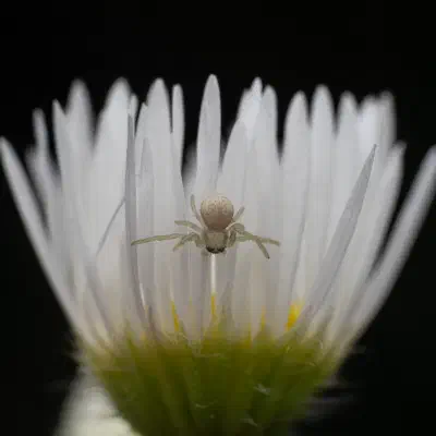 Araña camuflada de las flores