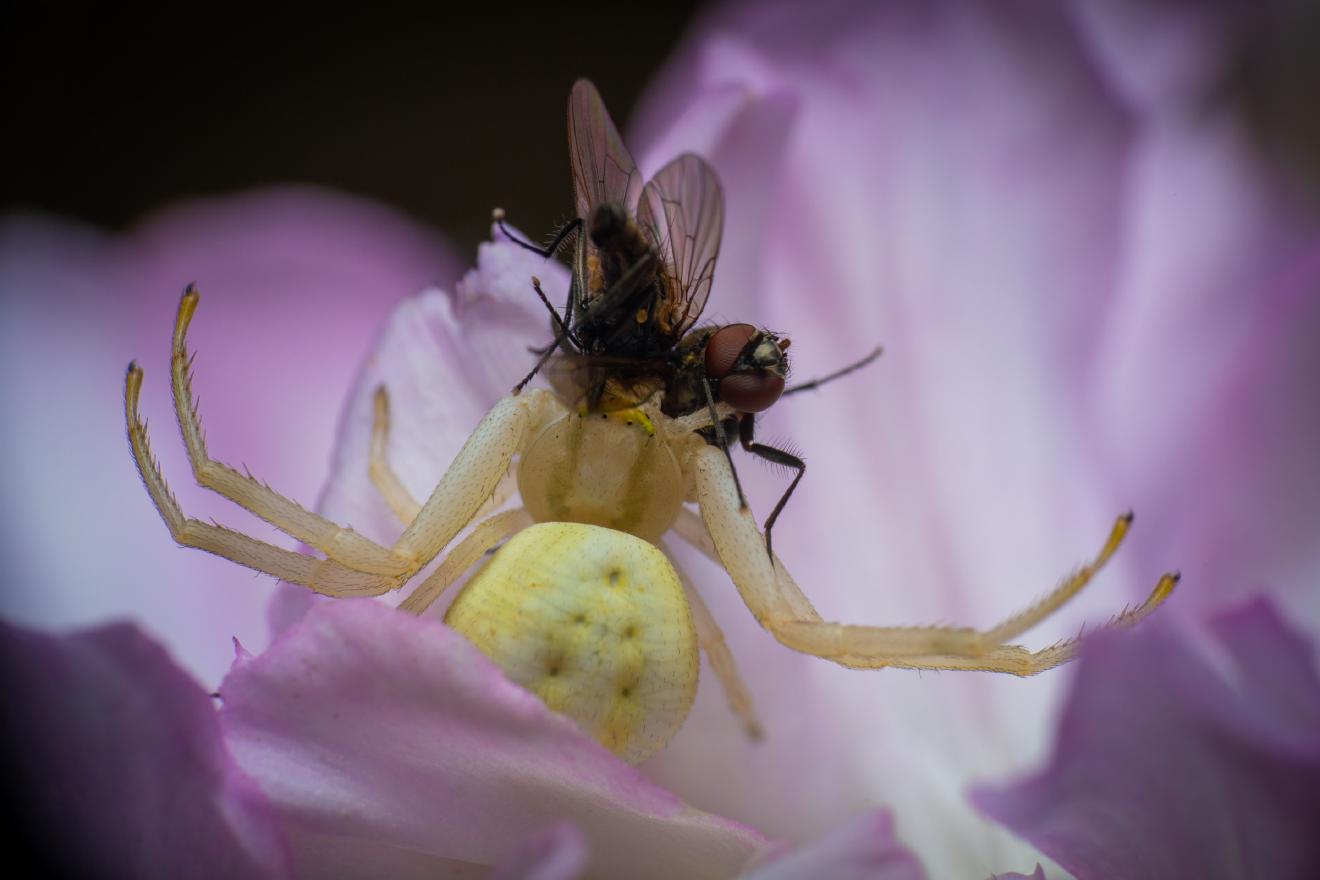 Goldenrod Crab Spider – No. 8