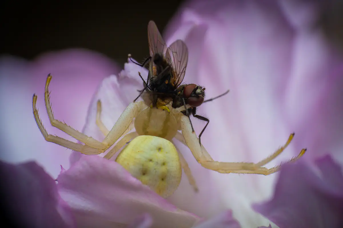 Veränderliche Krabbenspinne – No. 8