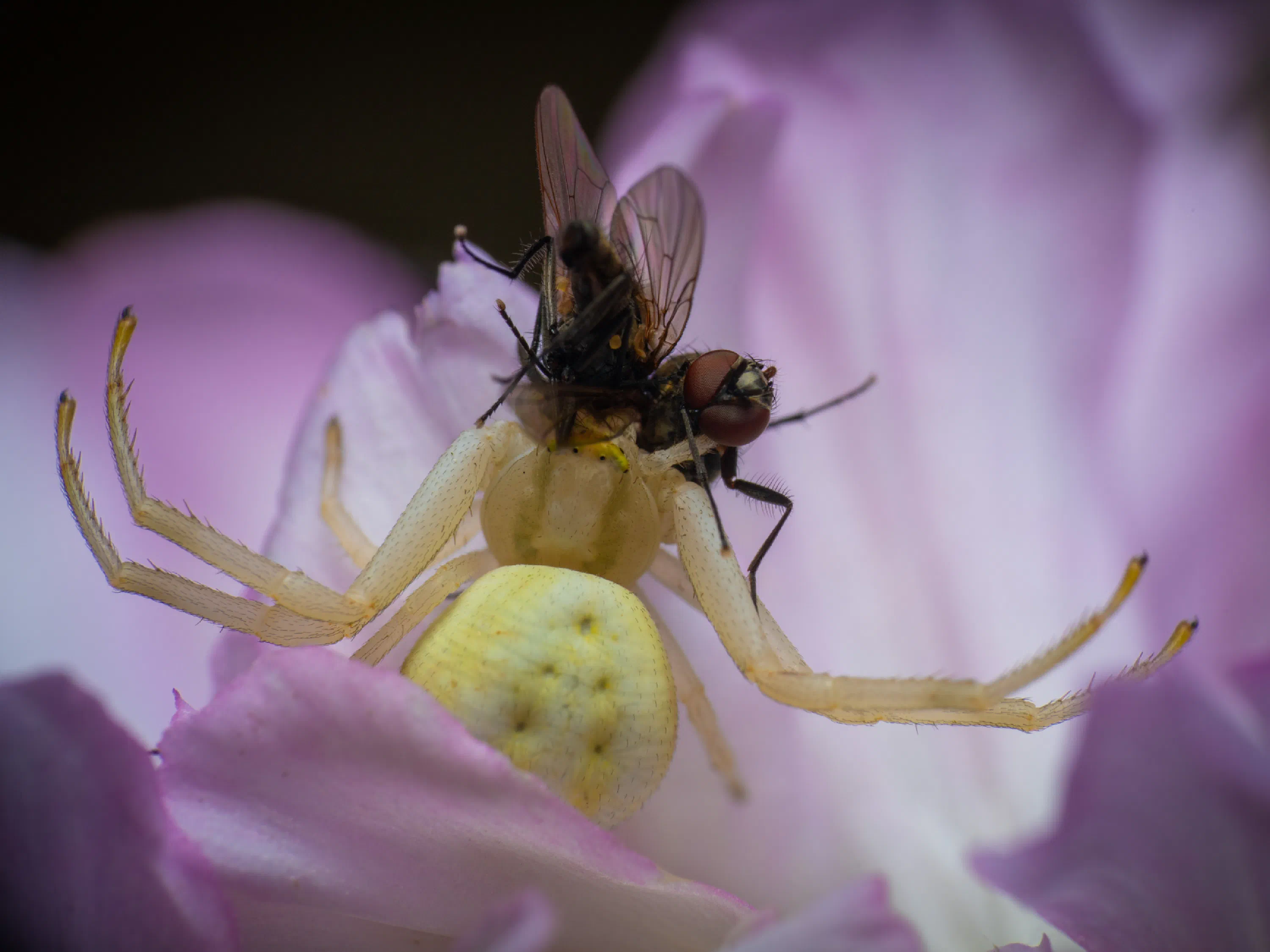 Goldenrod Crab Spider