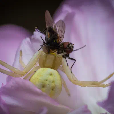 Araña camuflada de las flores