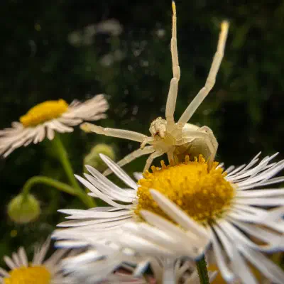 Araña camuflada de las flores