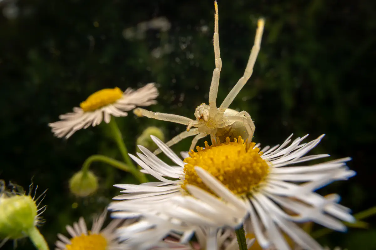 Veränderliche Krabbenspinne – No. 9