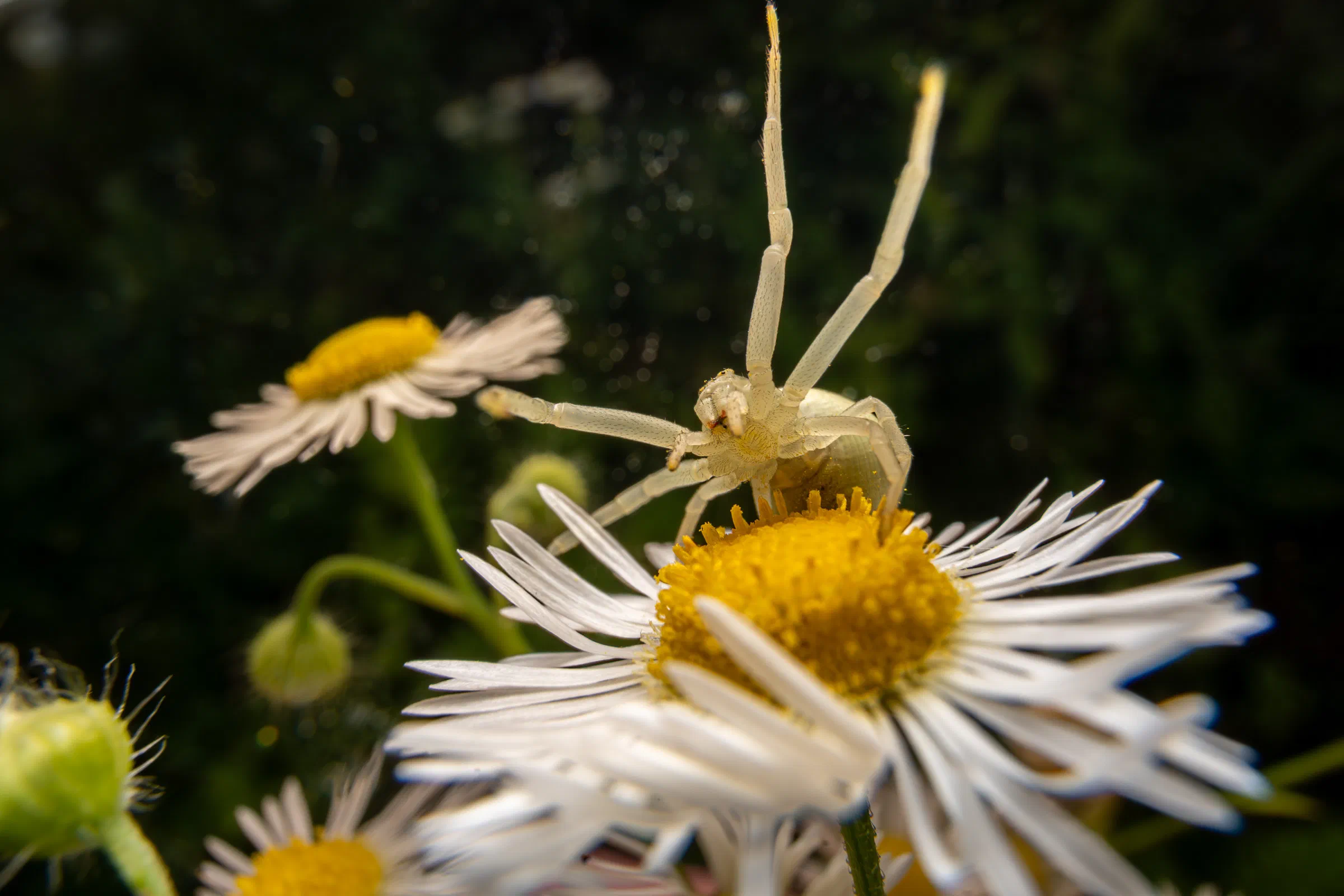 Veränderliche Krabbenspinne