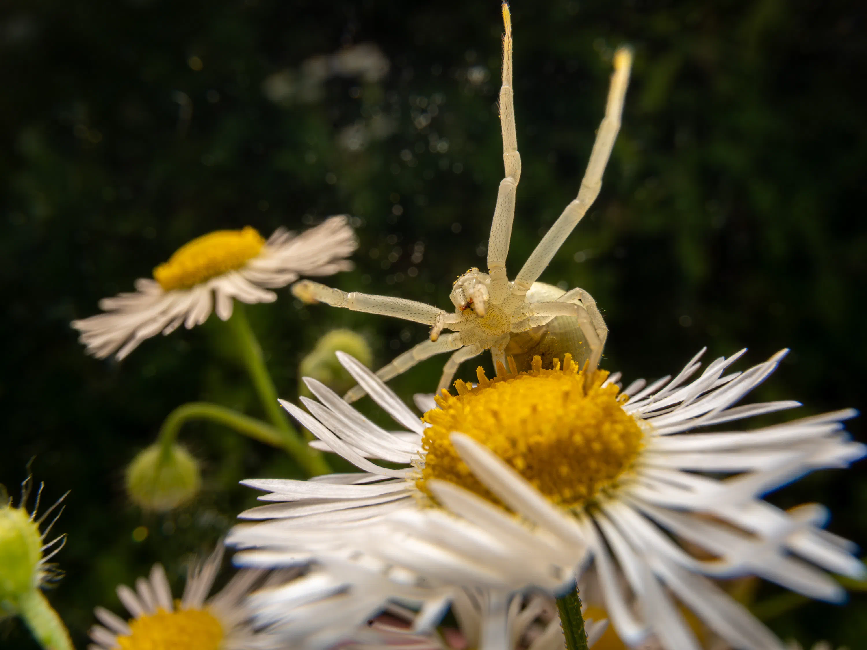 Goldenrod Crab Spider