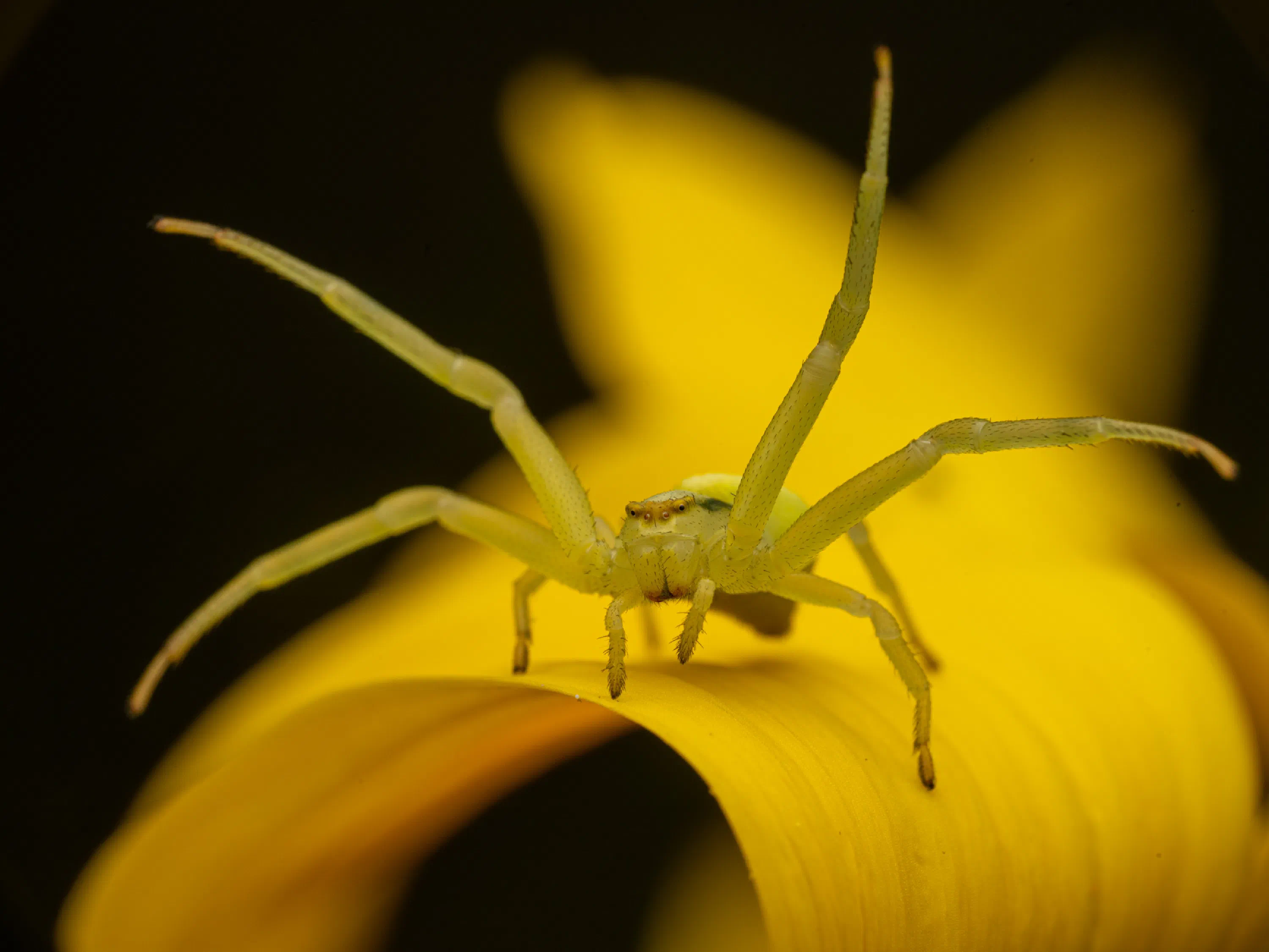 Goldenrod Crab Spider