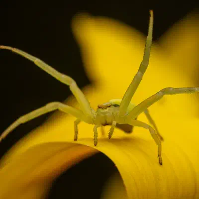 Araña camuflada de las flores