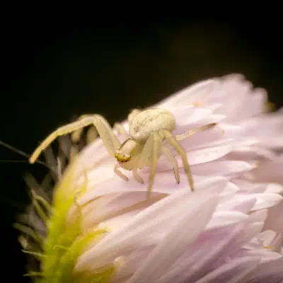 Araña camuflada de las flores