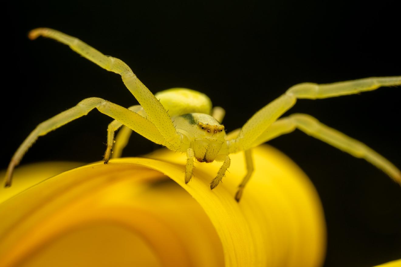 Goldenrod Crab Spider – No. 11