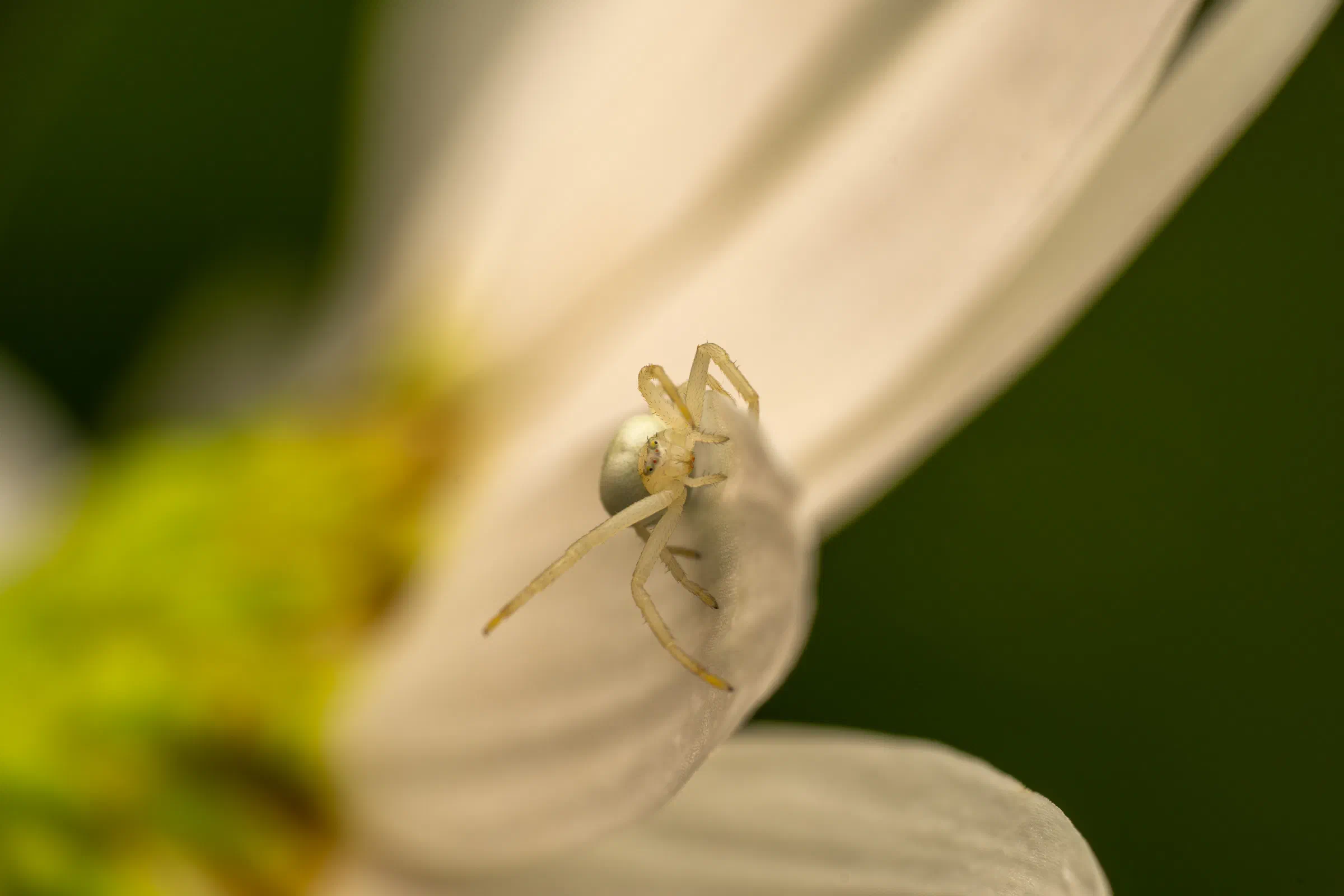 Veränderliche Krabbenspinne