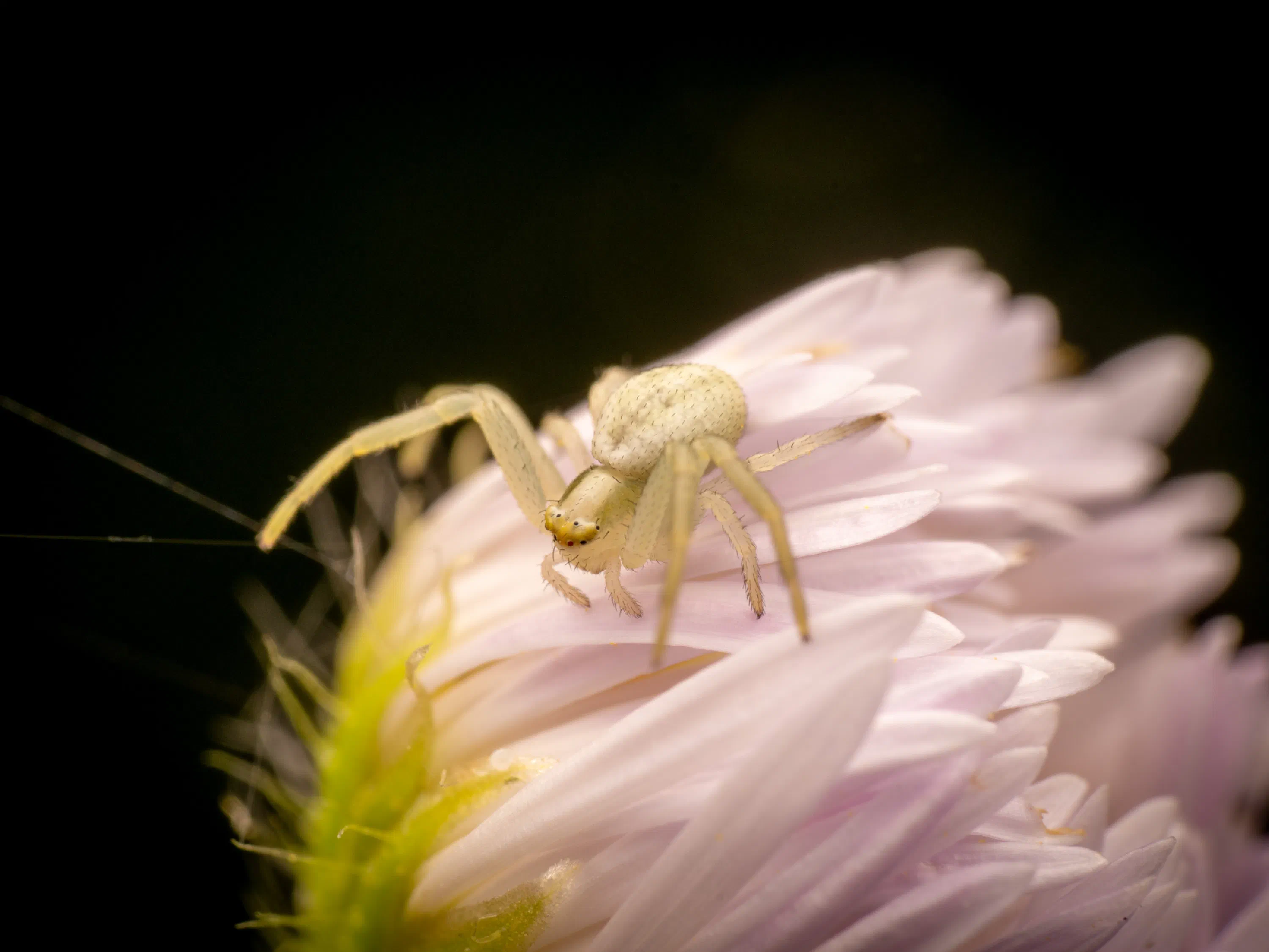 Goldenrod Crab Spider