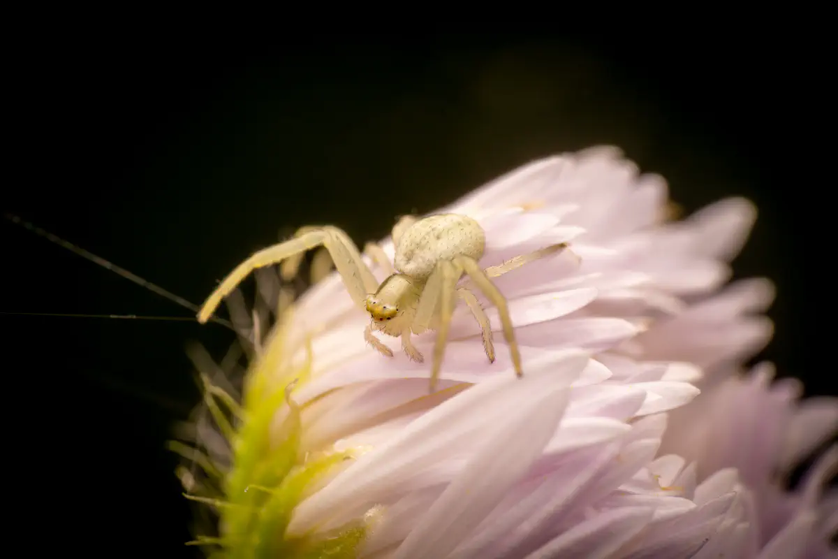 Veränderliche Krabbenspinne