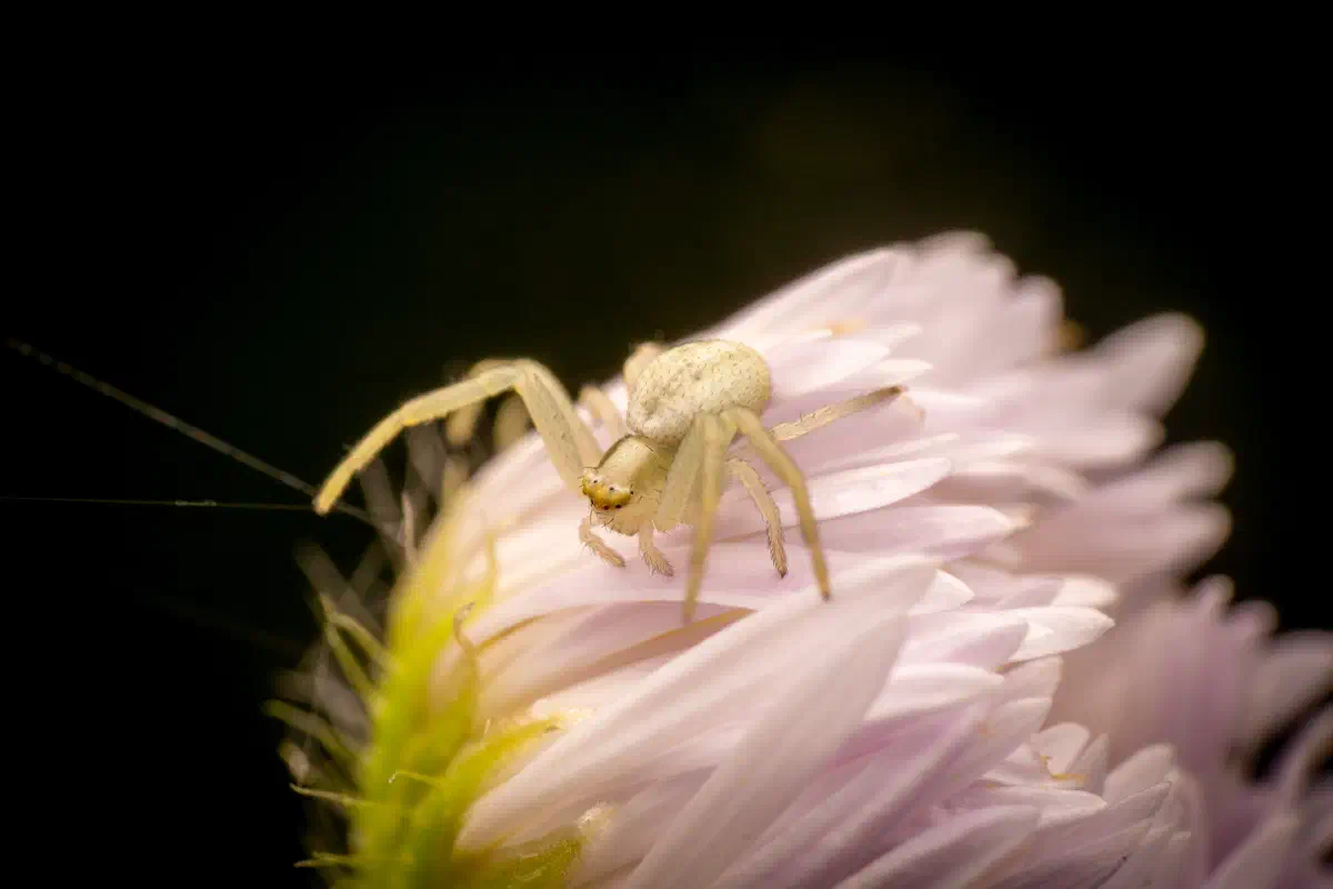 Araña camuflada de las flores
