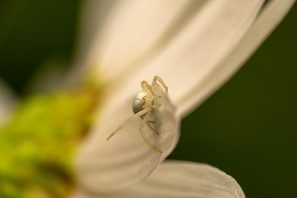 February 19, 2025 – Issue No. 551
– Issue No. 551: “Goldenrod Crab Spider“ Goldenrod Crab Spider