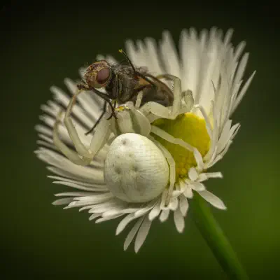 Araña camuflada de las flores
