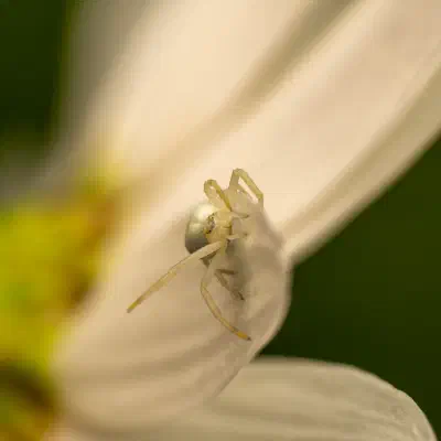 Goldenrod Crab Spider