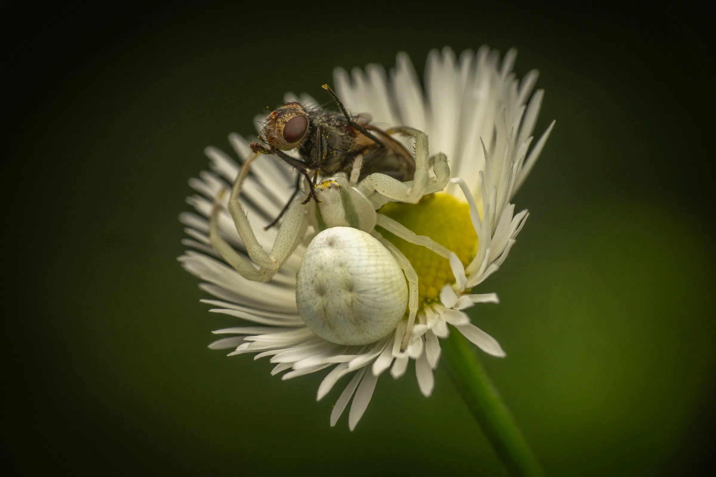 Araña camuflada de las flores