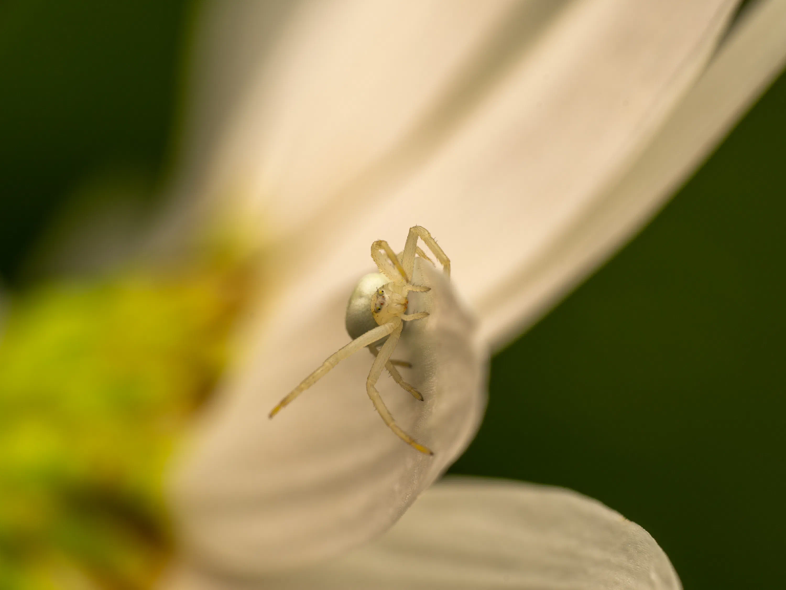 Goldenrod Crab Spider