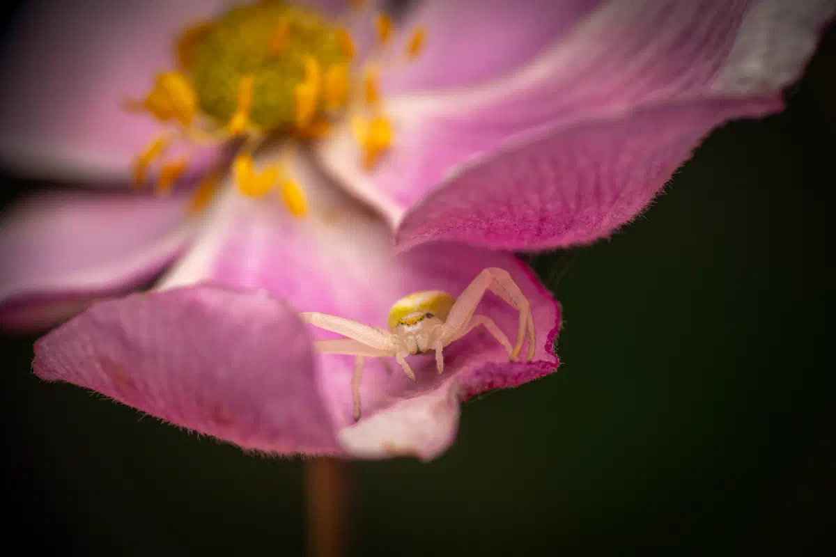 Araña camuflada de las flores