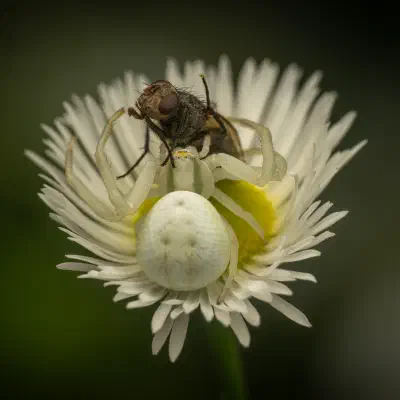 Araña camuflada de las flores