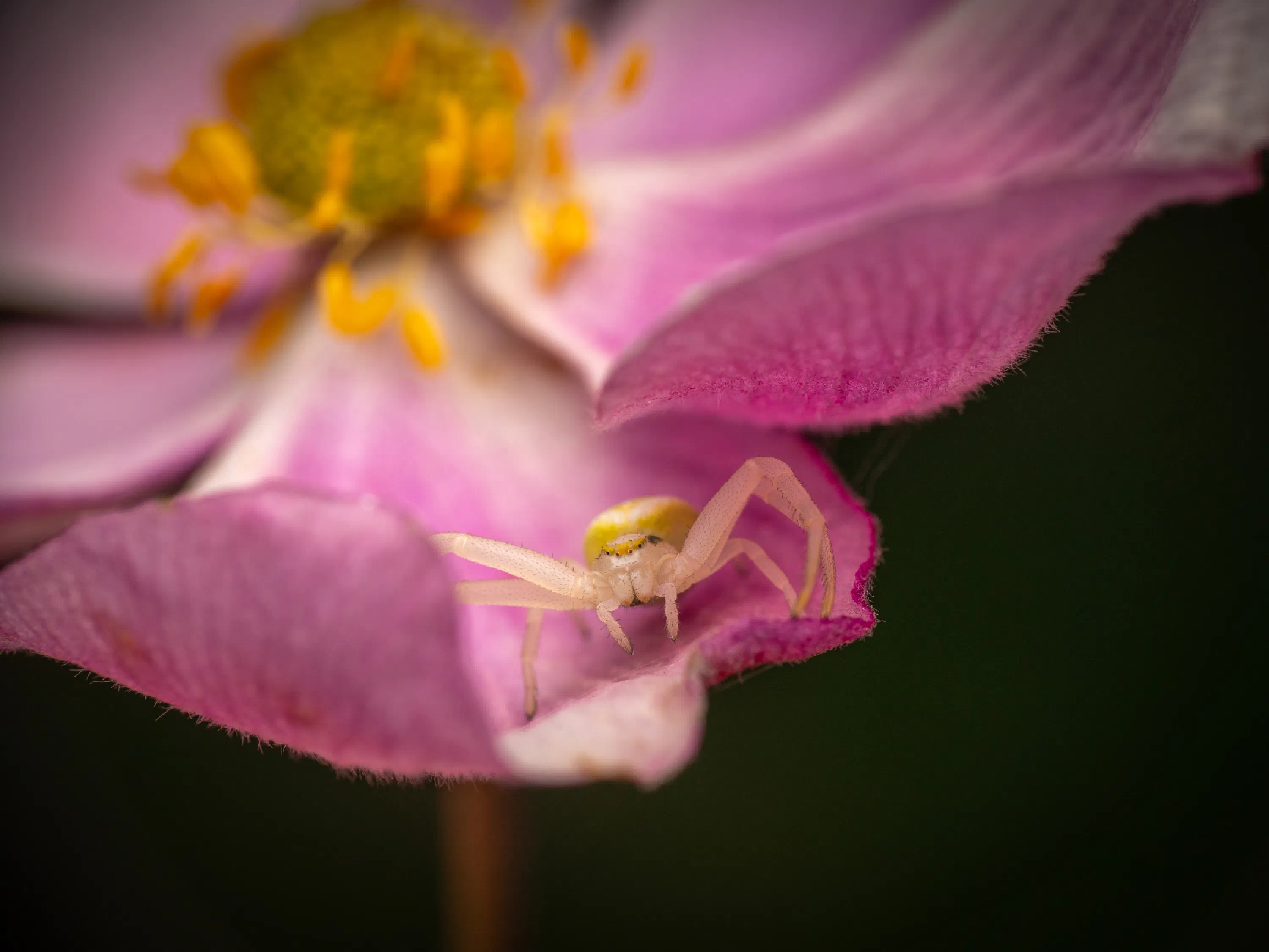 Goldenrod Crab Spider