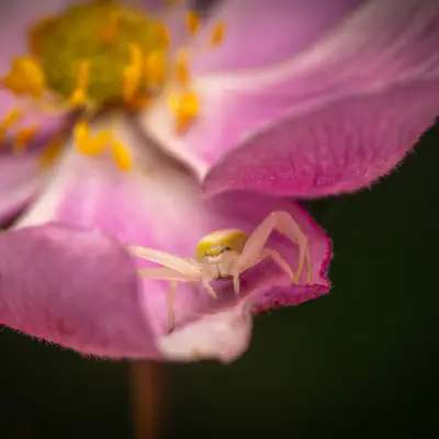 Veränderliche Krabbenspinne