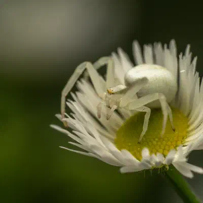 Araña camuflada de las flores