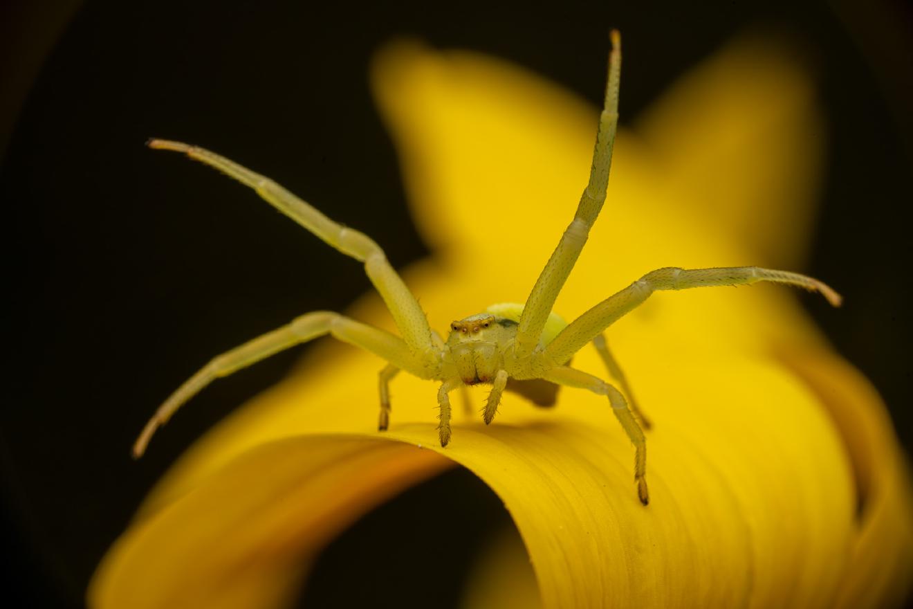 Goldenrod Crab Spider – No. 15