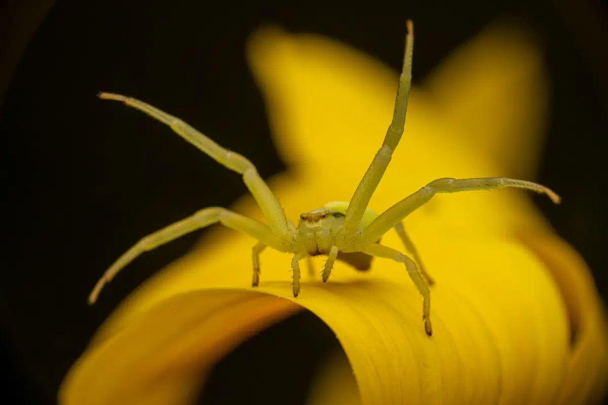 Araña camuflada de las flores