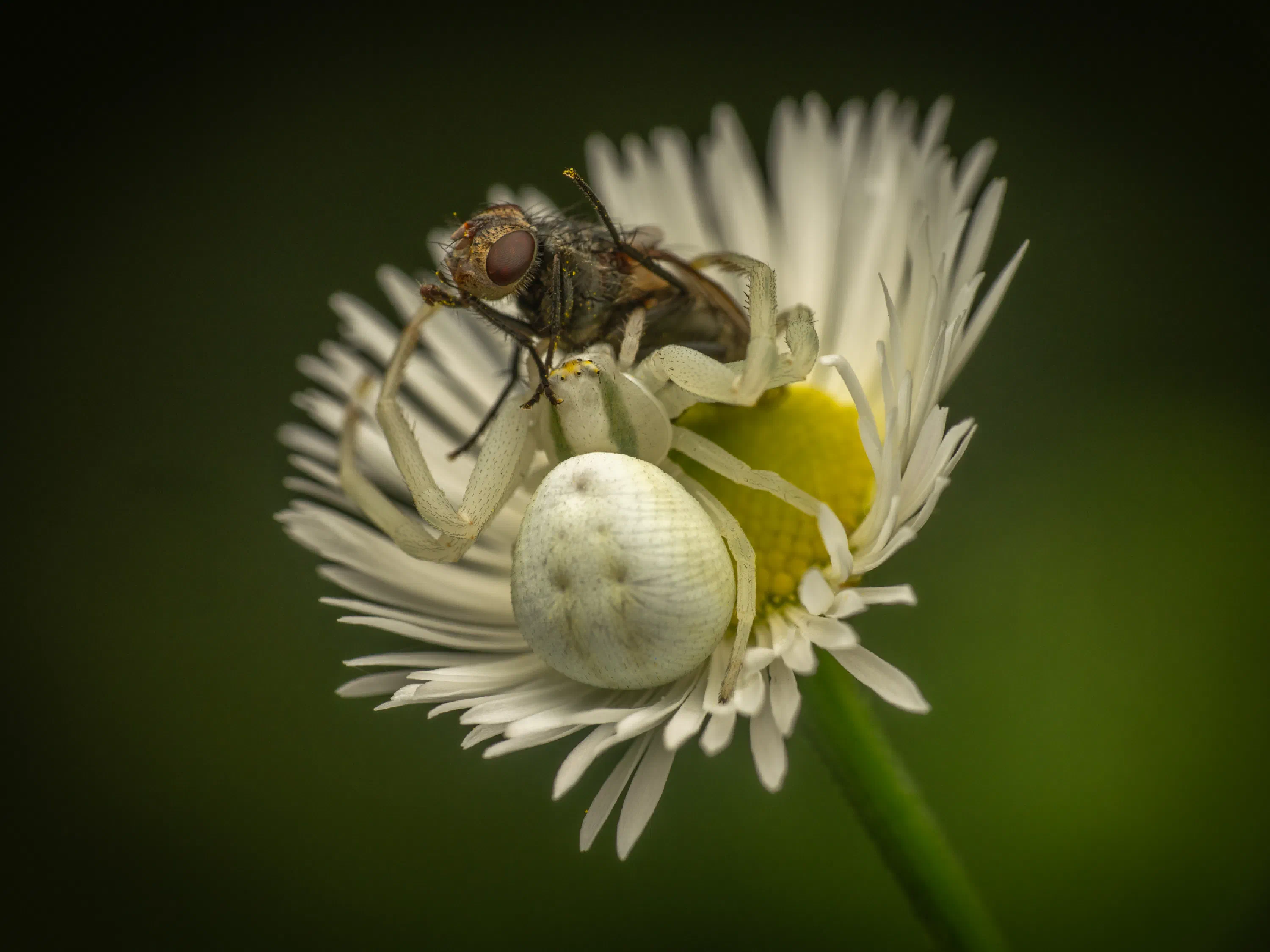 Goldenrod Crab Spider