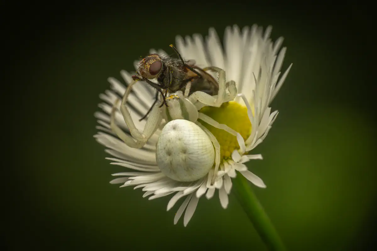 Veränderliche Krabbenspinne – No. 15