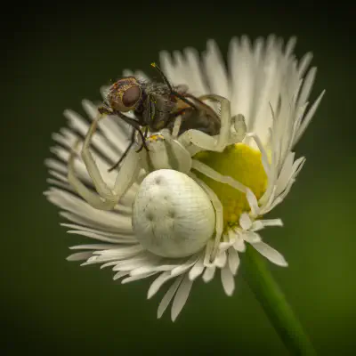Goldenrod Crab Spider