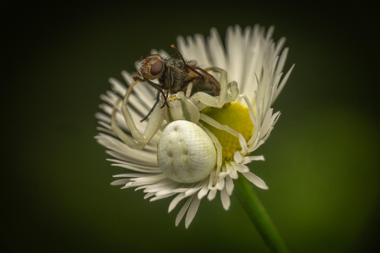 Goldenrod Crab Spider – No. 16