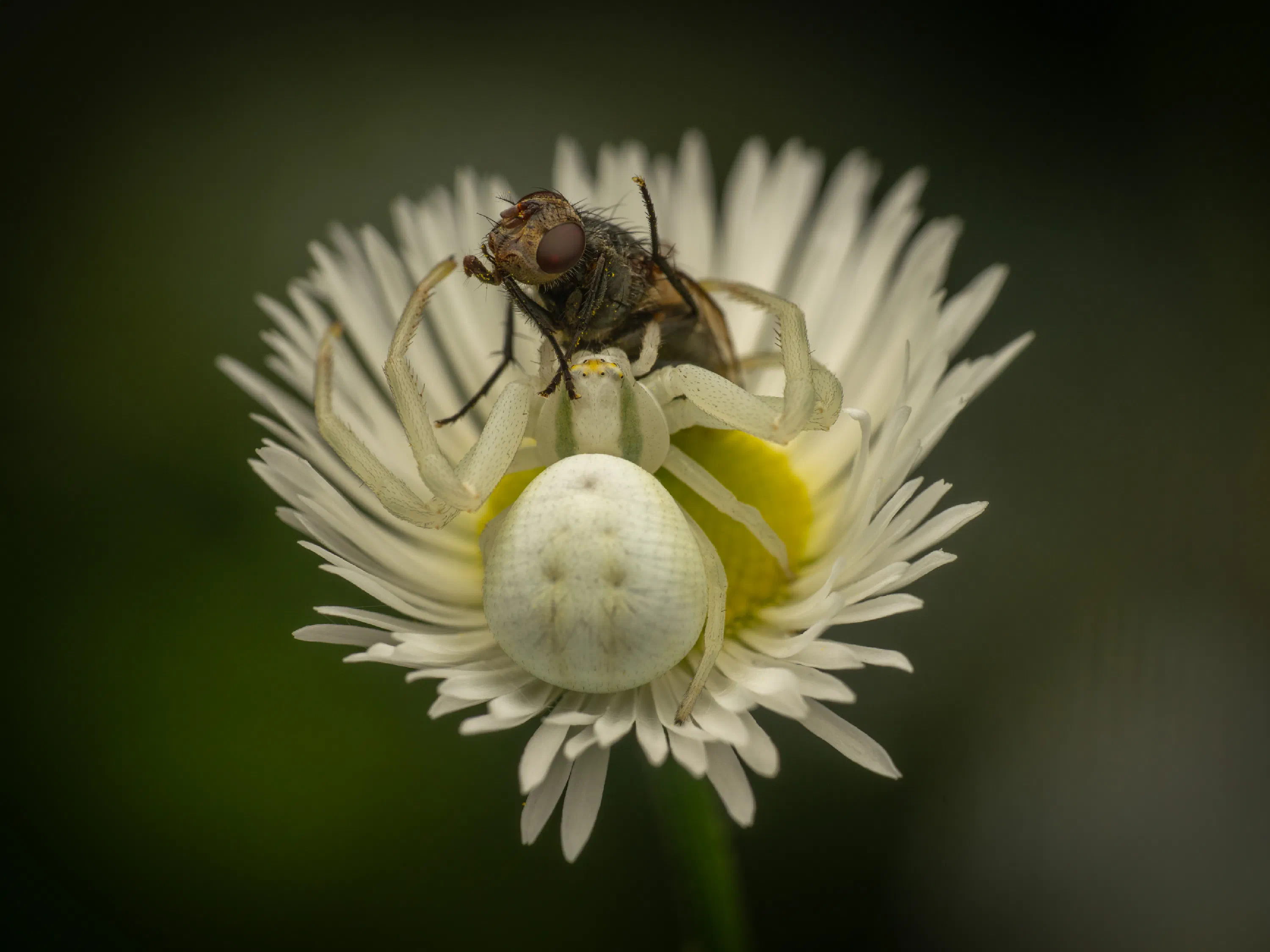 Goldenrod Crab Spider