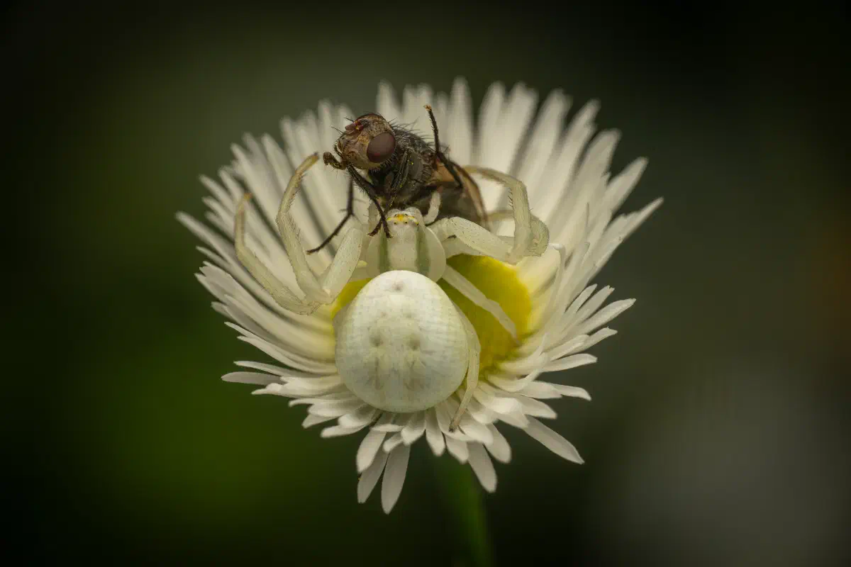 Araña camuflada de las flores