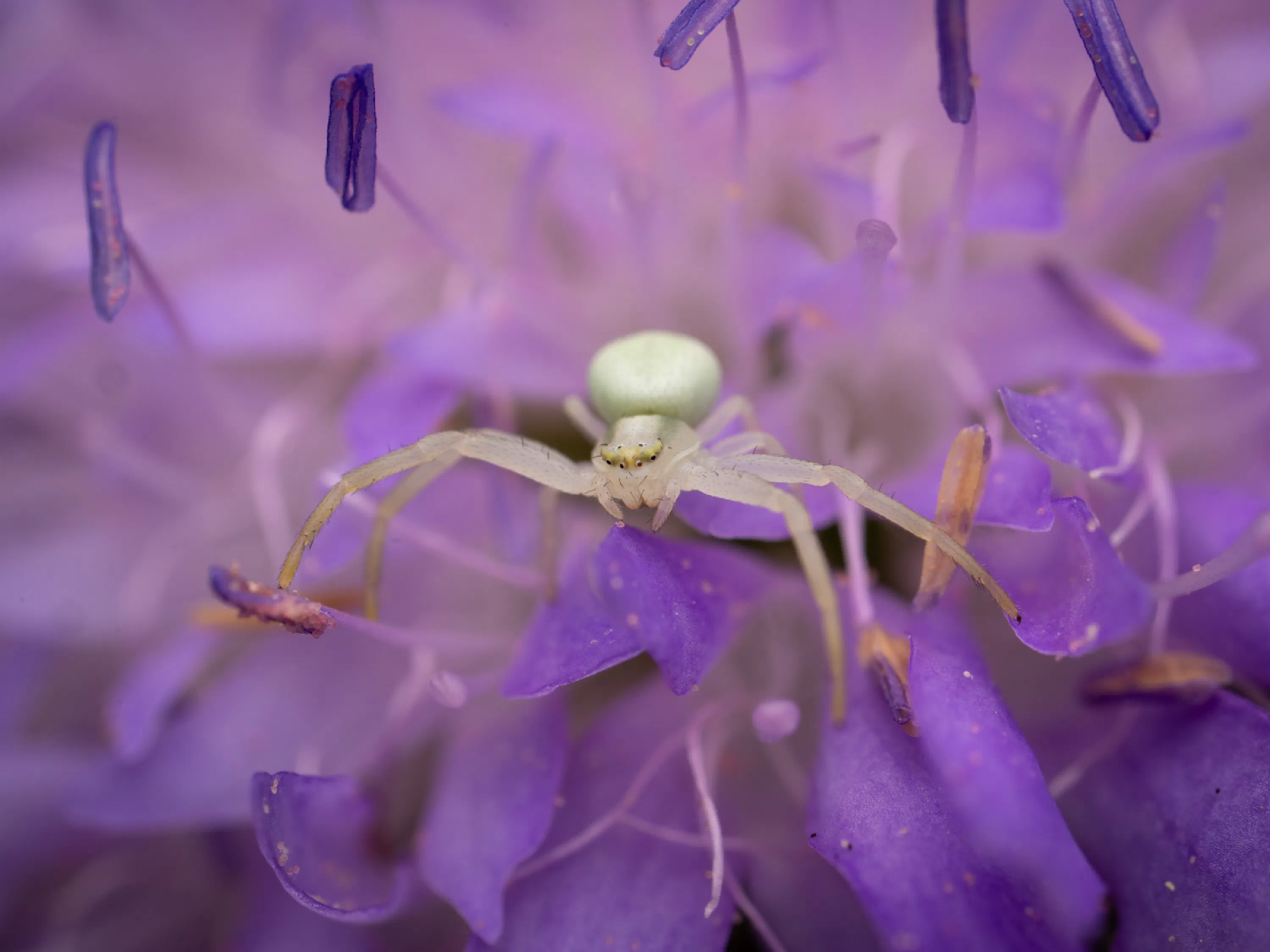 Araña camuflada de las flores