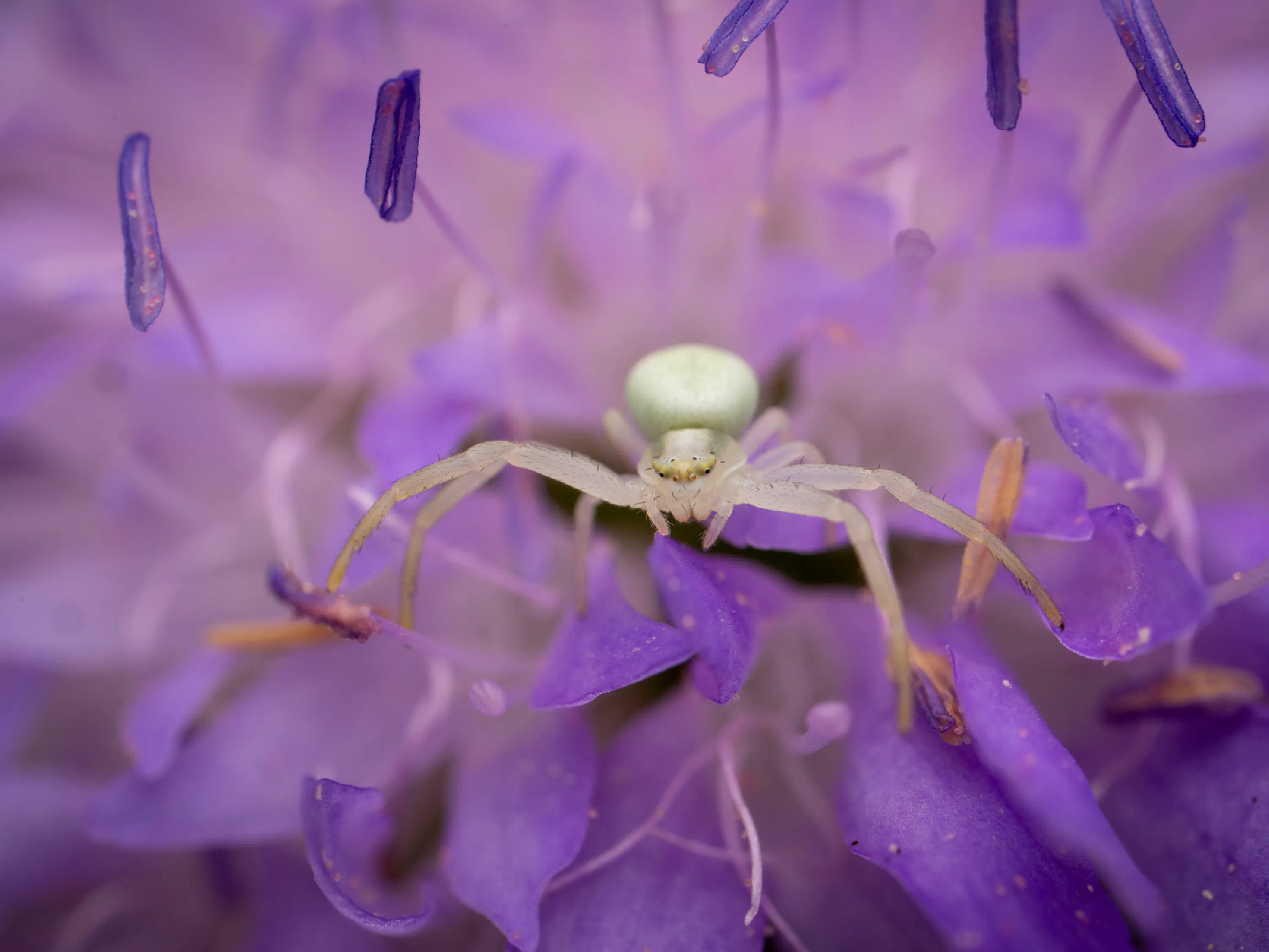 Araña camuflada de las flores