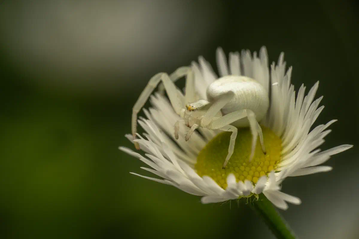 Araña camuflada de las flores