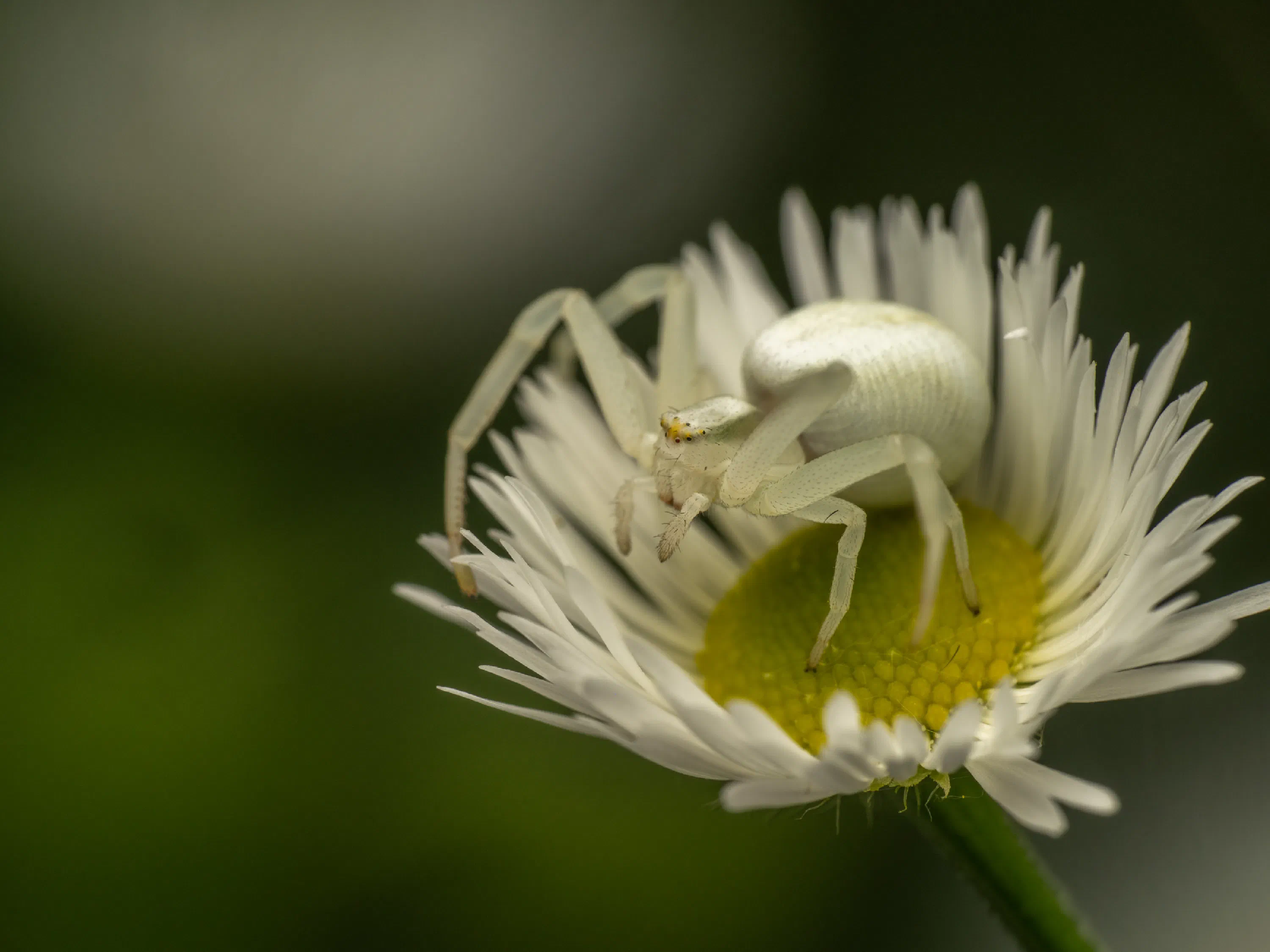 Goldenrod Crab Spider