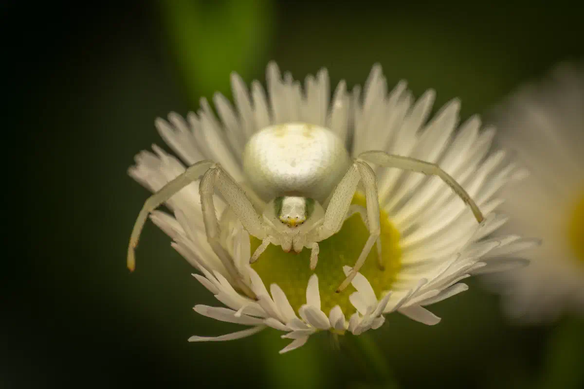 Araña camuflada de las flores