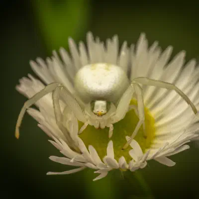 Goldenrod Crab Spider