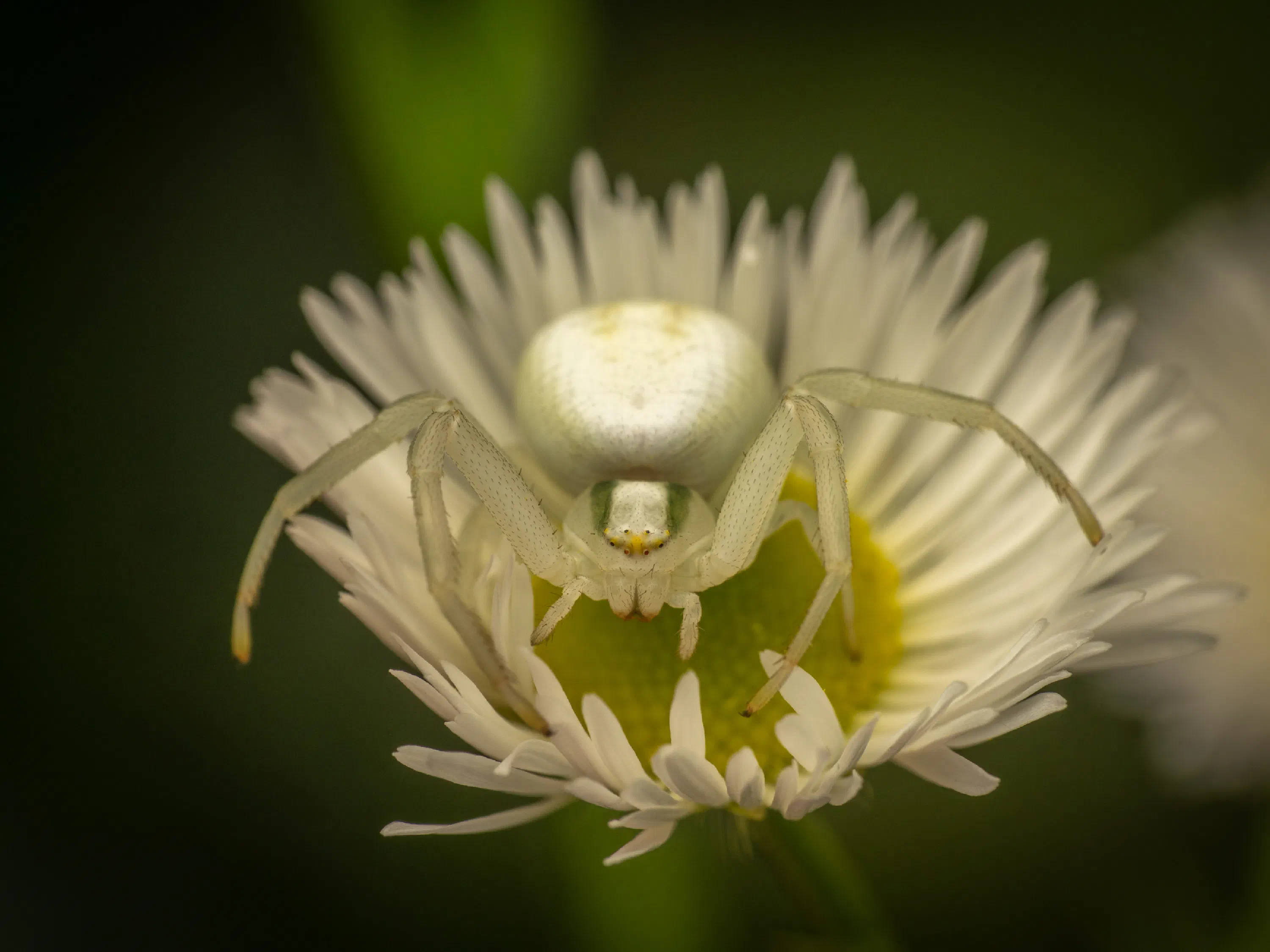Goldenrod Crab Spider