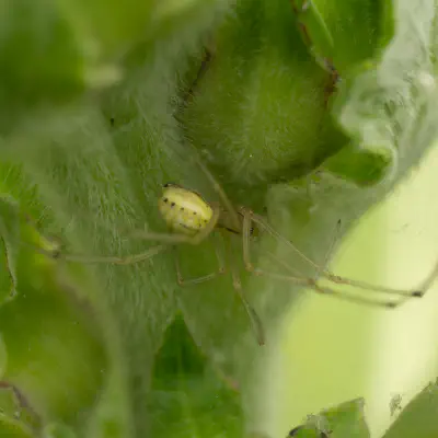 Comb-footed Spiders