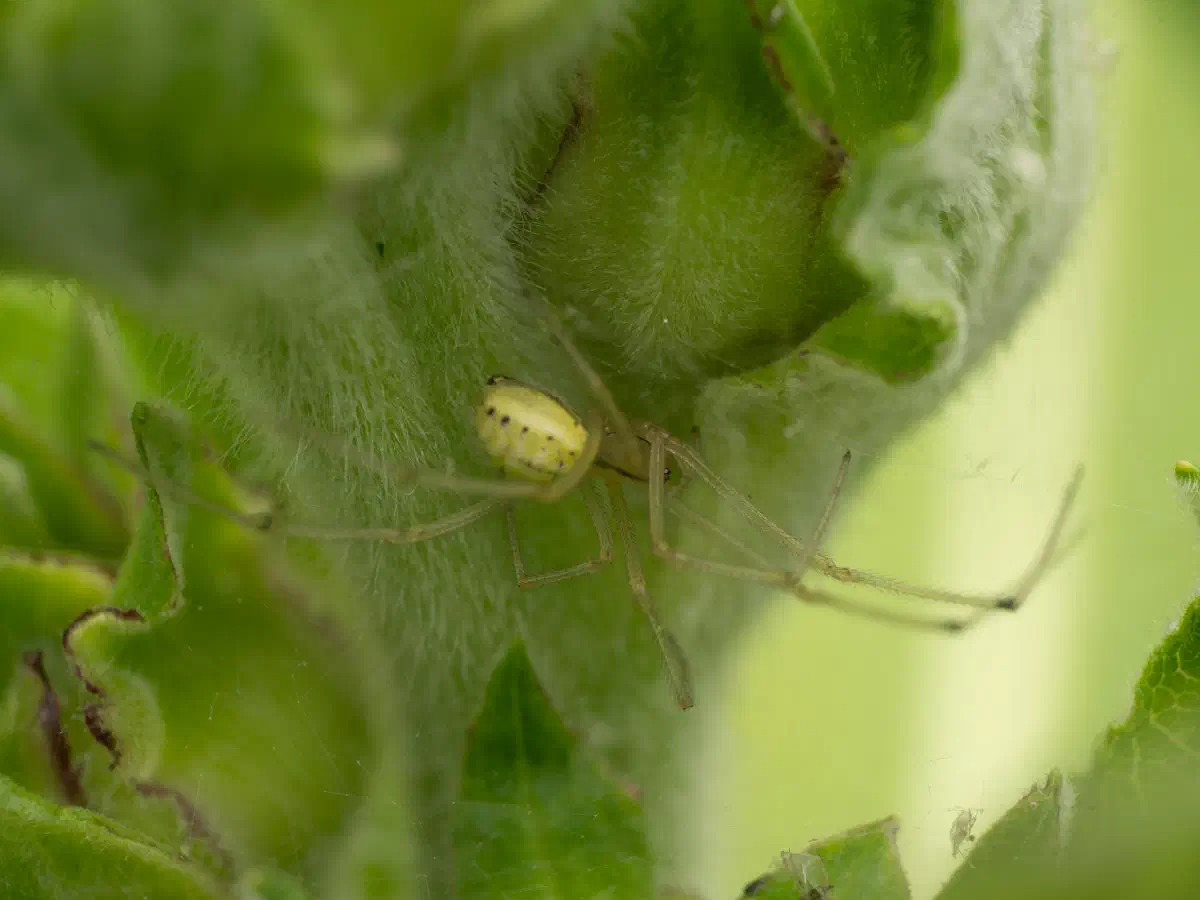 Araña rayos de dulce