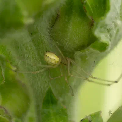 Common candy-striped spider