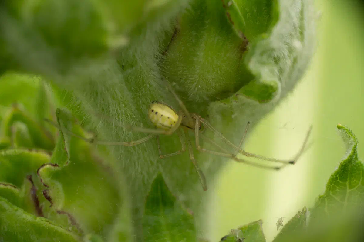 Common candy-striped spider